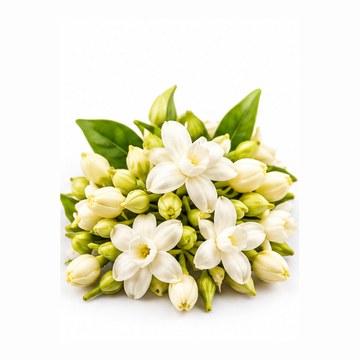 মৌলফুল